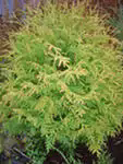    <BR>Thuja 
            occidentalis Globosa Gold